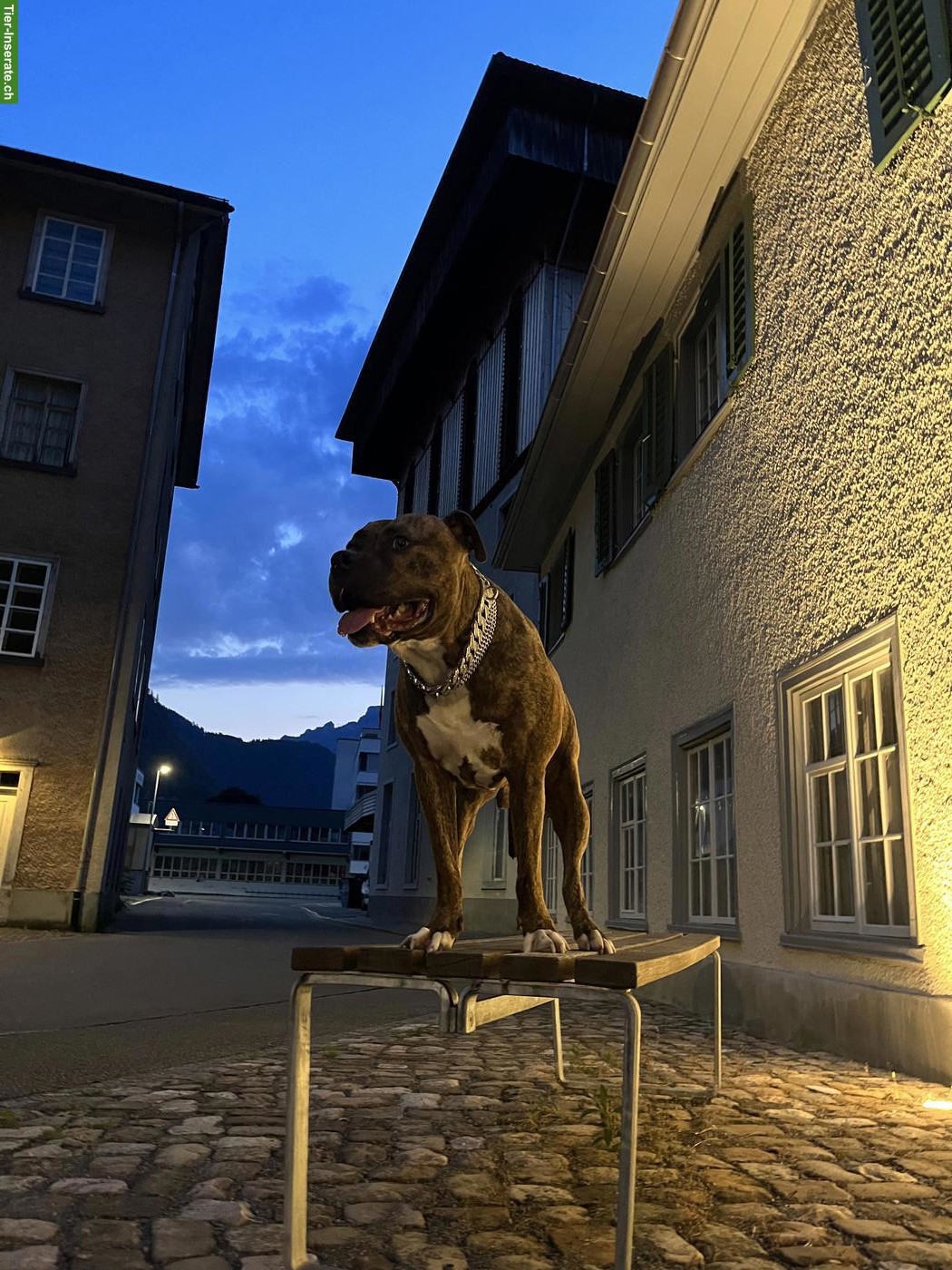 Bild 4: XL-Bully Eros sucht liebevolles Zuhause