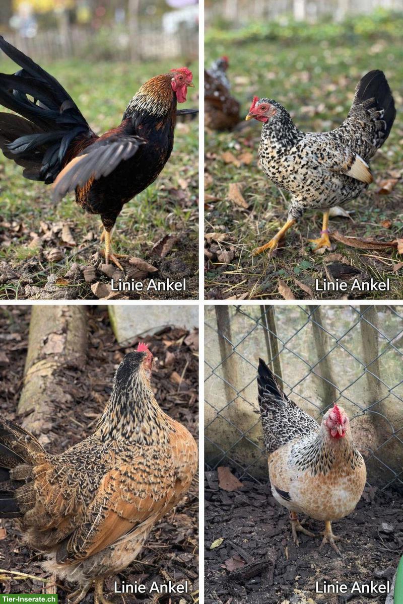 Bruteier Bayerische Landzwerge - Misty Hills Ranch