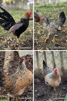 Bruteier Bayerische Landzwerge - Misty Hills Ranch