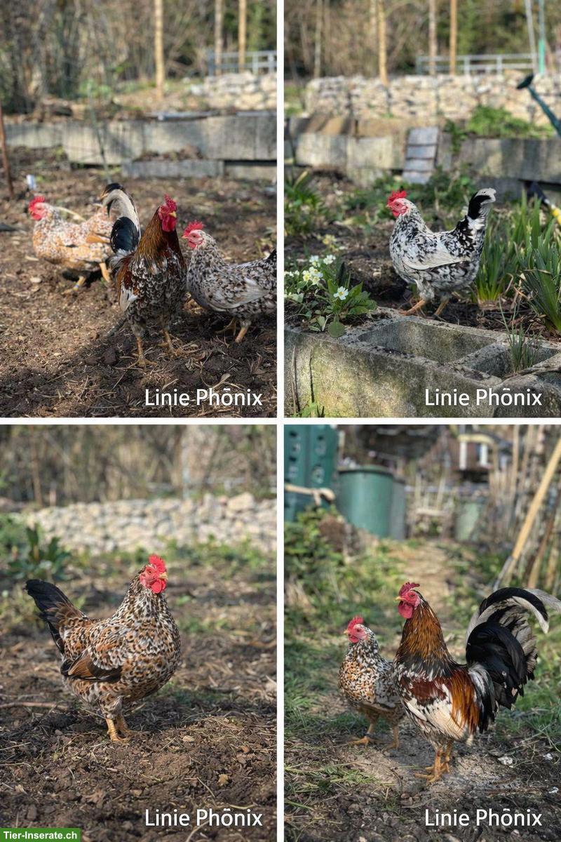 Bild 2: Bruteier Bayerische Landzwerge - Misty Hills Ranch