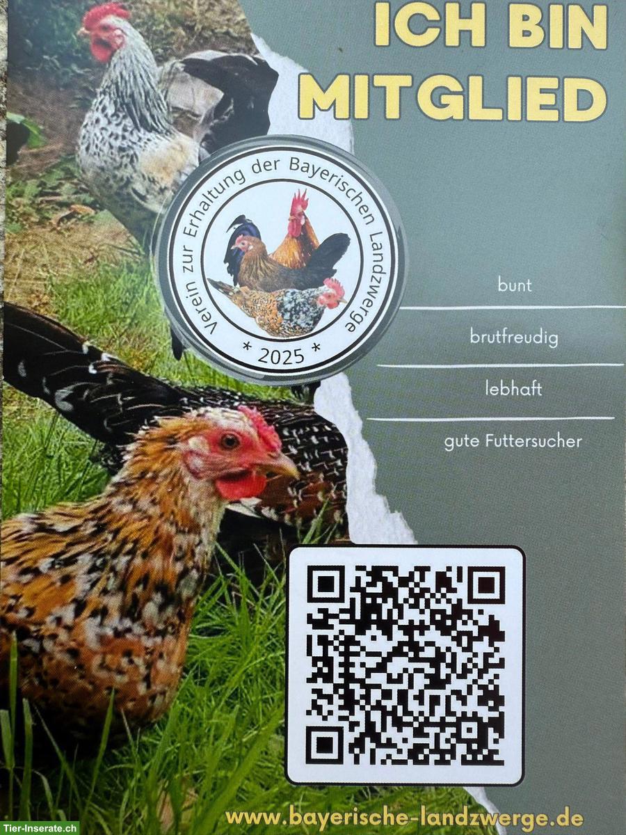 Bild 3: Bruteier Bayerische Landzwerge - Misty Hills Ranch