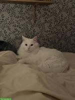 Wunderschöne weisse Katze sucht liebevolles Zuhause