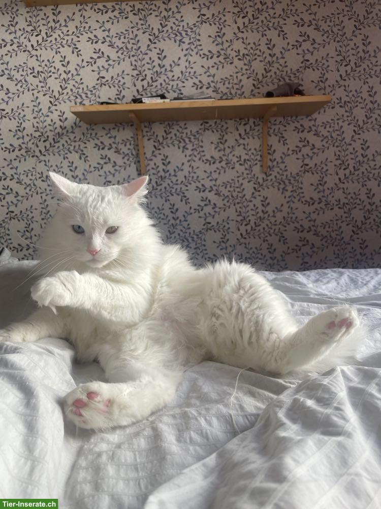 Bild 2: Wunderschöne weisse Katze sucht liebevolles Zuhause