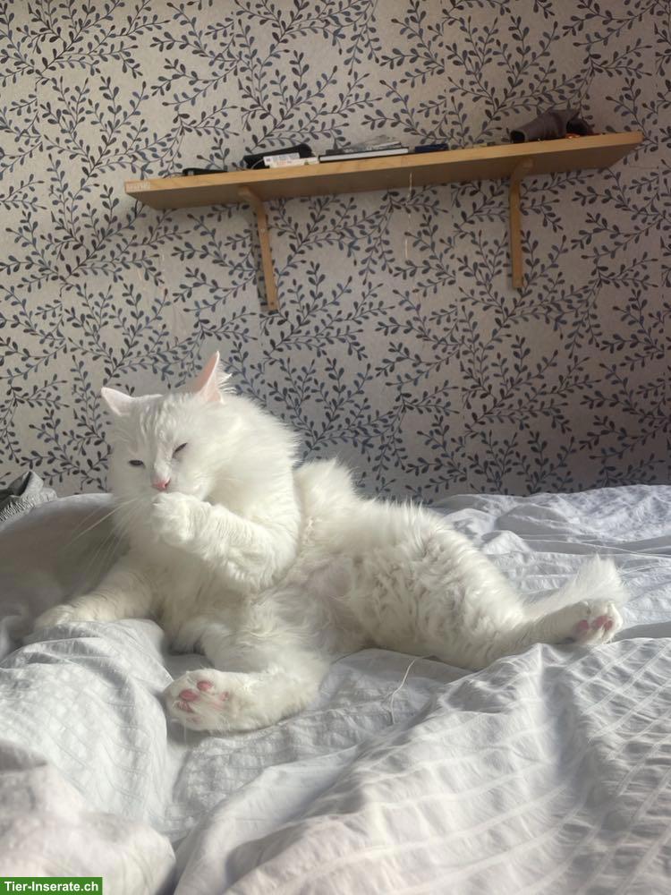 Bild 3: Wunderschöne weisse Katze sucht liebevolles Zuhause