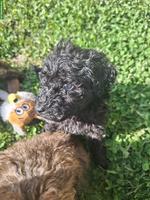 Kleinpudel Rüde sucht noch ein Zuhause