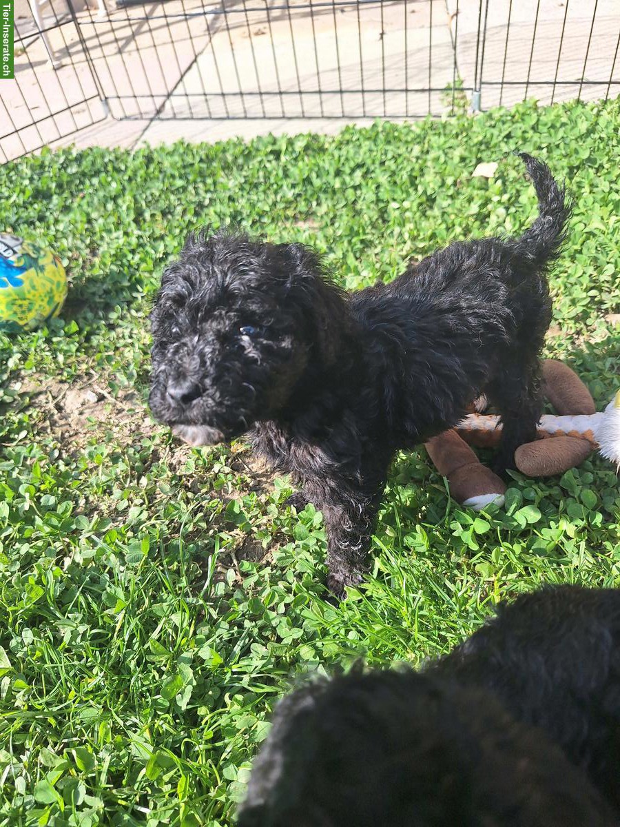 Bild 2: Kleinpudel Rüde sucht noch ein Zuhause