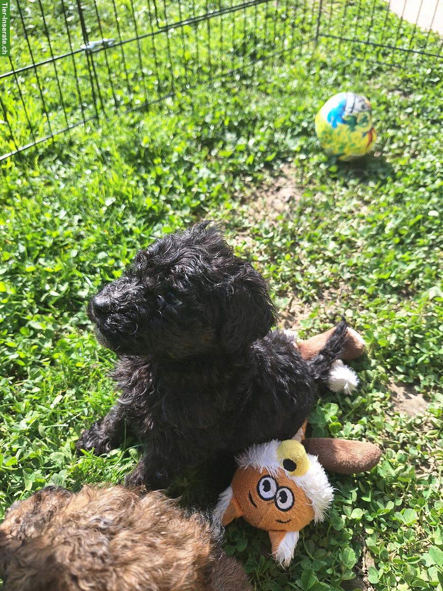 Bild 3: Kleinpudel Rüde sucht noch ein Zuhause