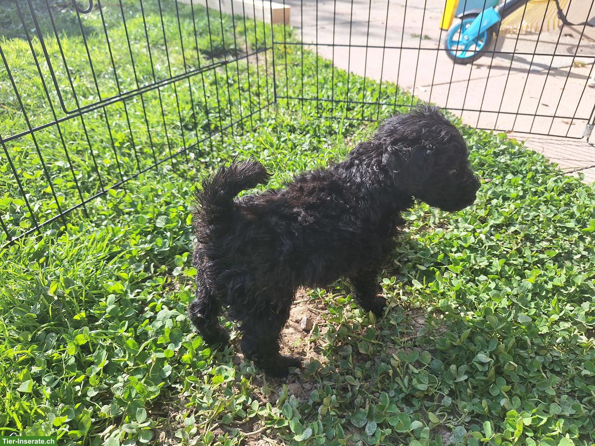 Bild 4: Kleinpudel Rüde sucht noch ein Zuhause