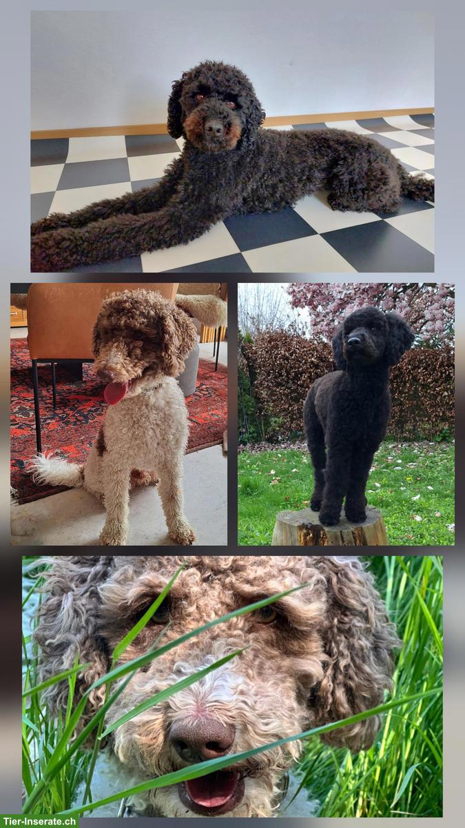 Bild 5: Kleinpudel Rüde sucht noch ein Zuhause