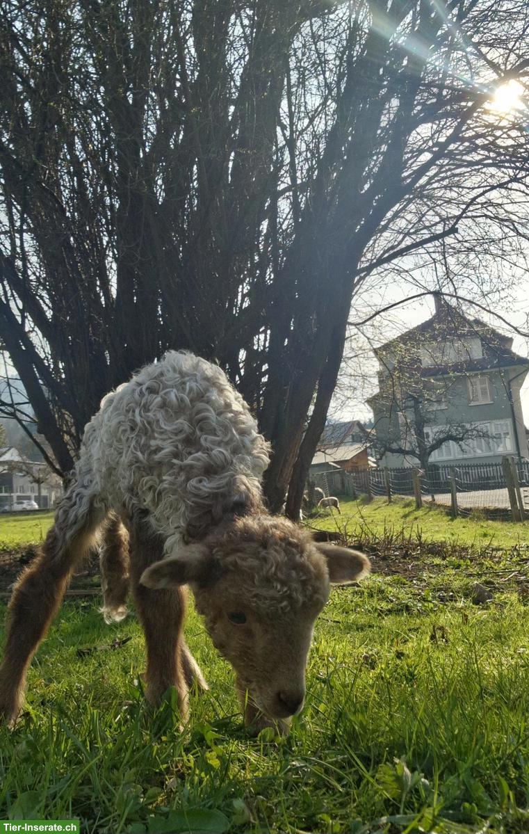 Suche Schoppenlamm als Gspändli für Lamm Tobi