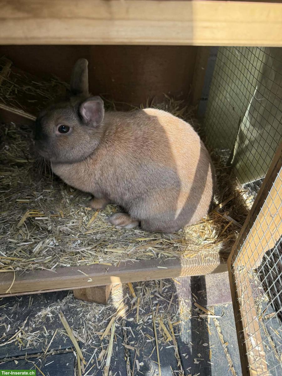 Farbenzwerge Zwergkaninchen inkl. Stall & Zubehör