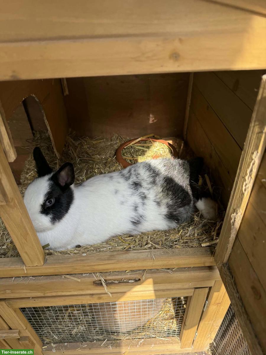 Bild 2: Farbenzwerge Zwergkaninchen inkl. Stall & Zubehör