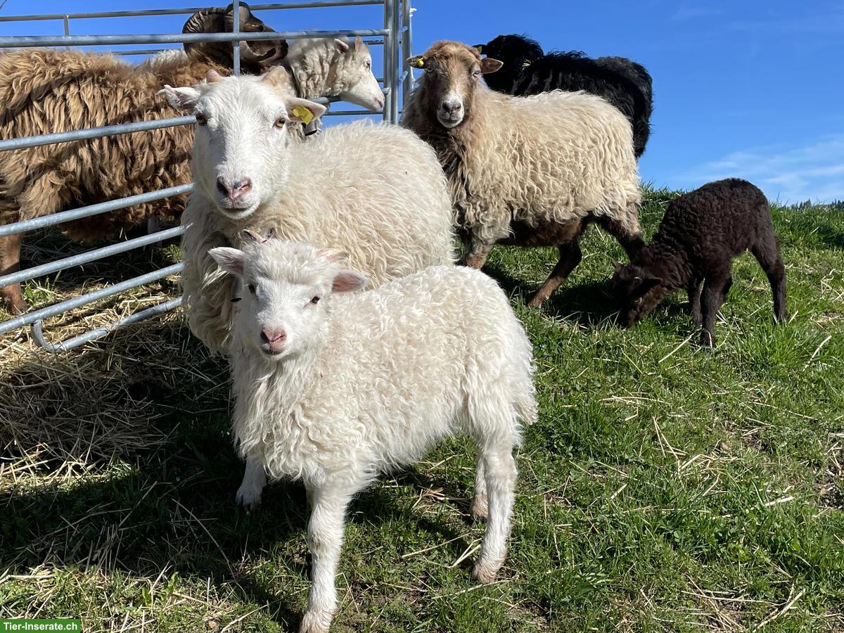 Junge Skudden Schafböcke zu verkaufen