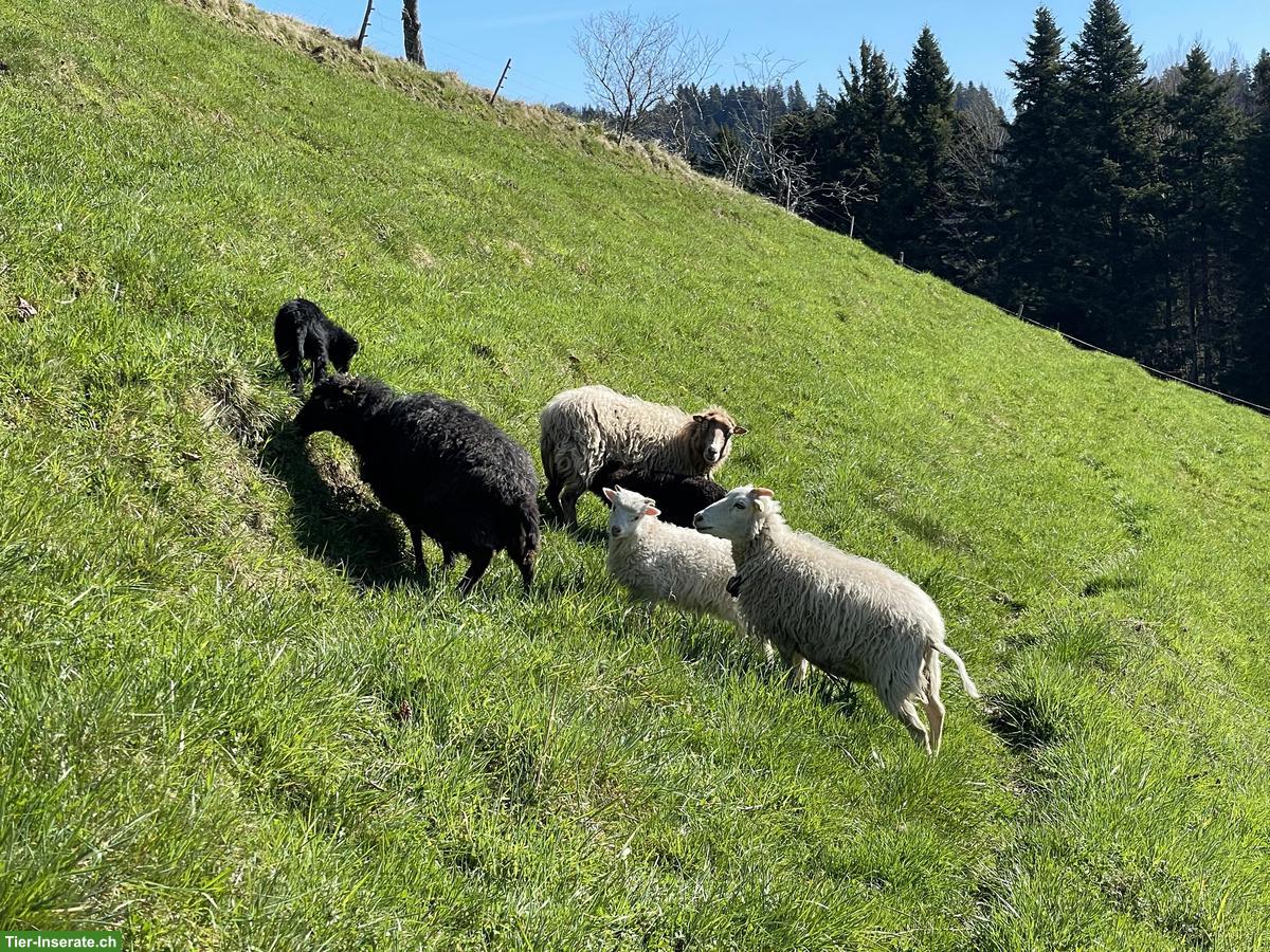 Bild 2: Junge Skudden Schafböcke zu verkaufen