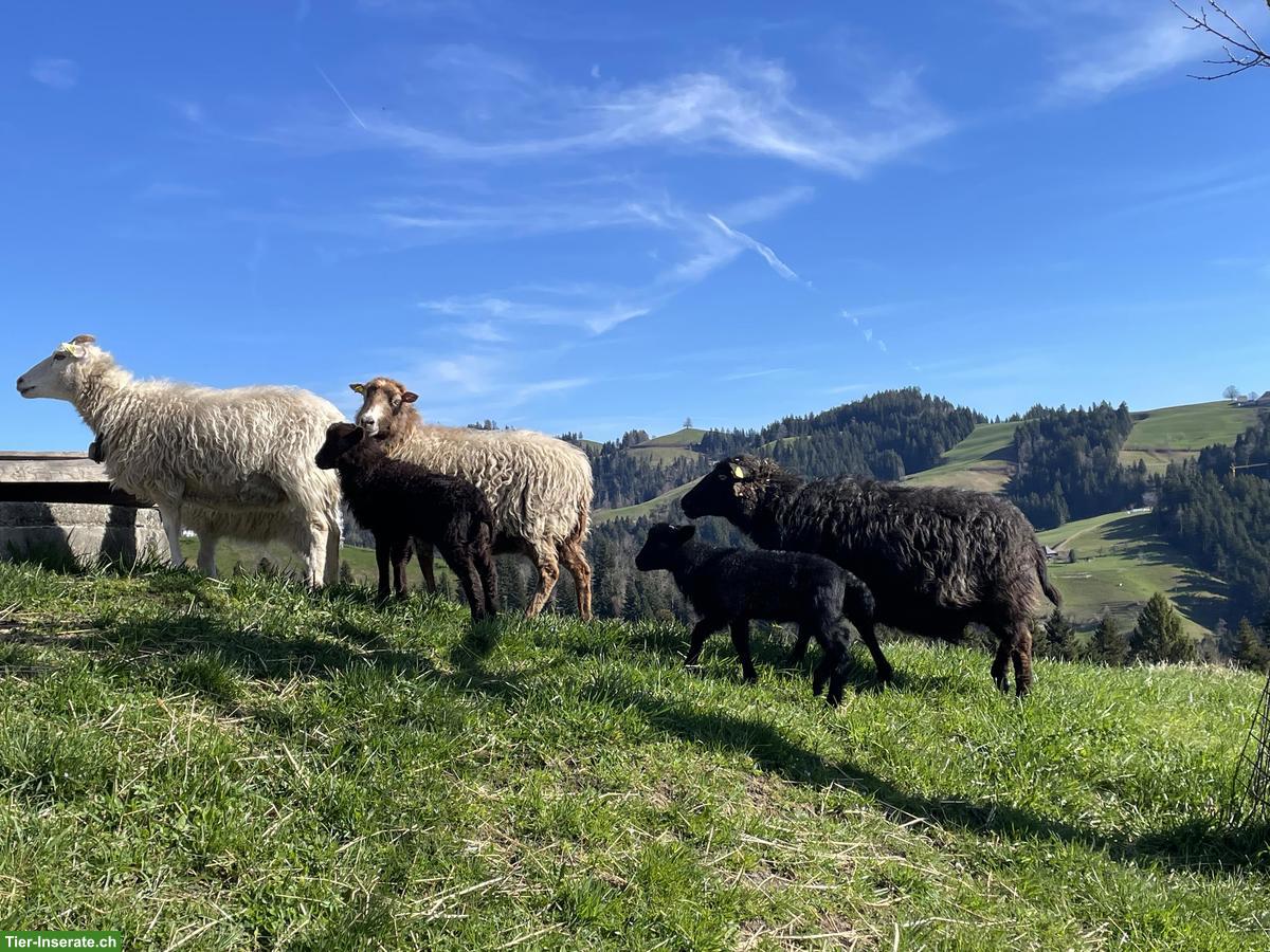 Bild 3: Junge Skudden Schafböcke zu verkaufen