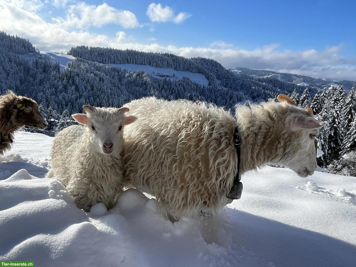 Bild 4: Junge Skudden Schafböcke zu verkaufen