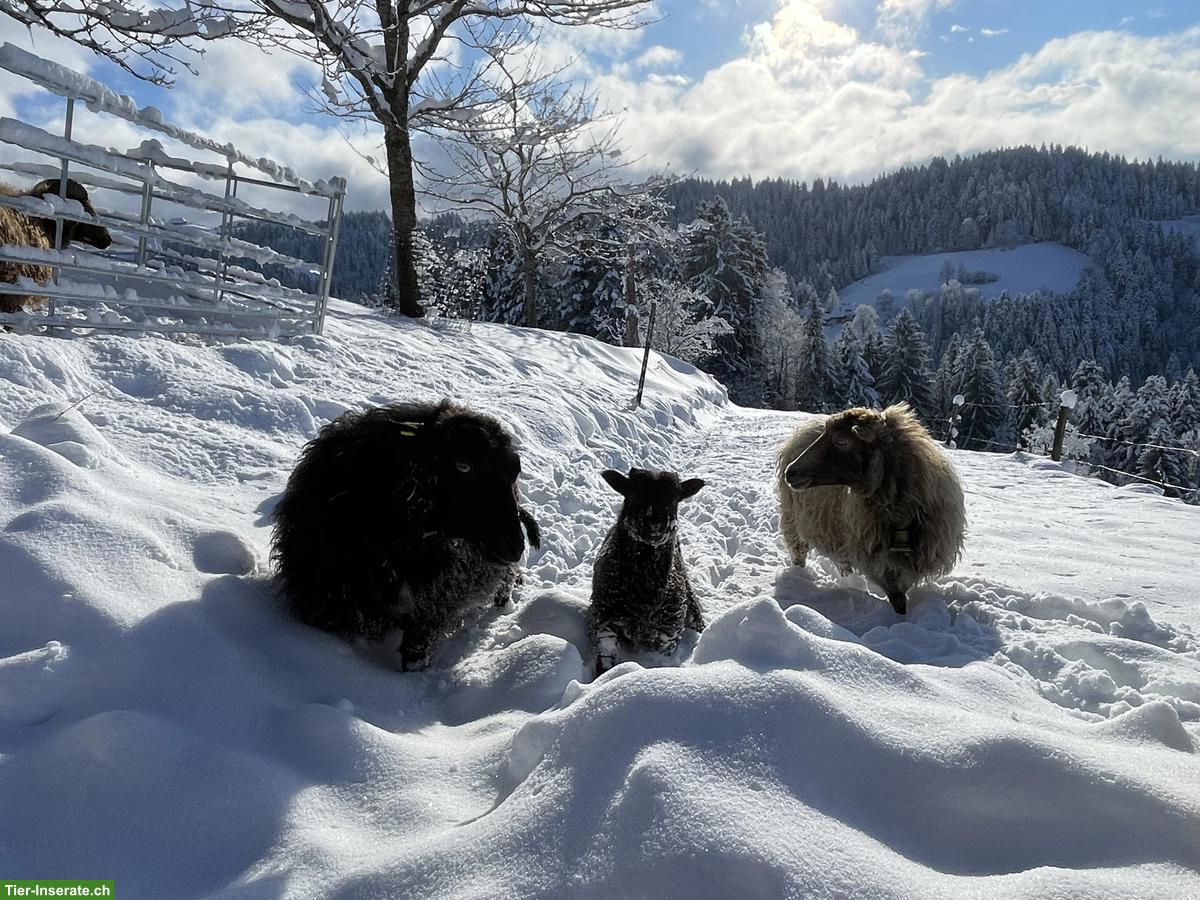 Bild 5: Junge Skudden Schafböcke zu verkaufen