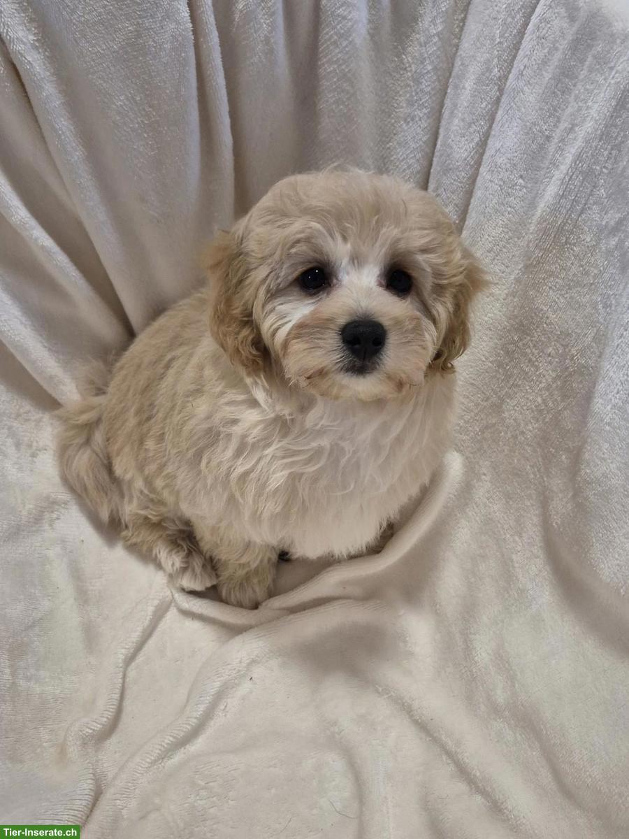 Maltipoo Welpen zu verkaufen