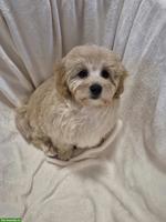 Maltipoo Welpen zu verkaufen