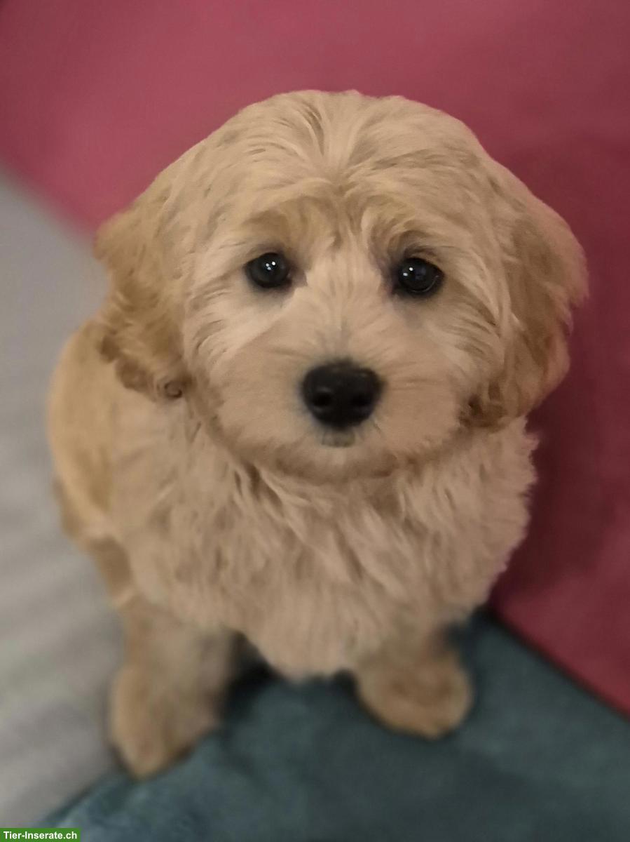 Bild 2: Maltipoo Welpen zu verkaufen