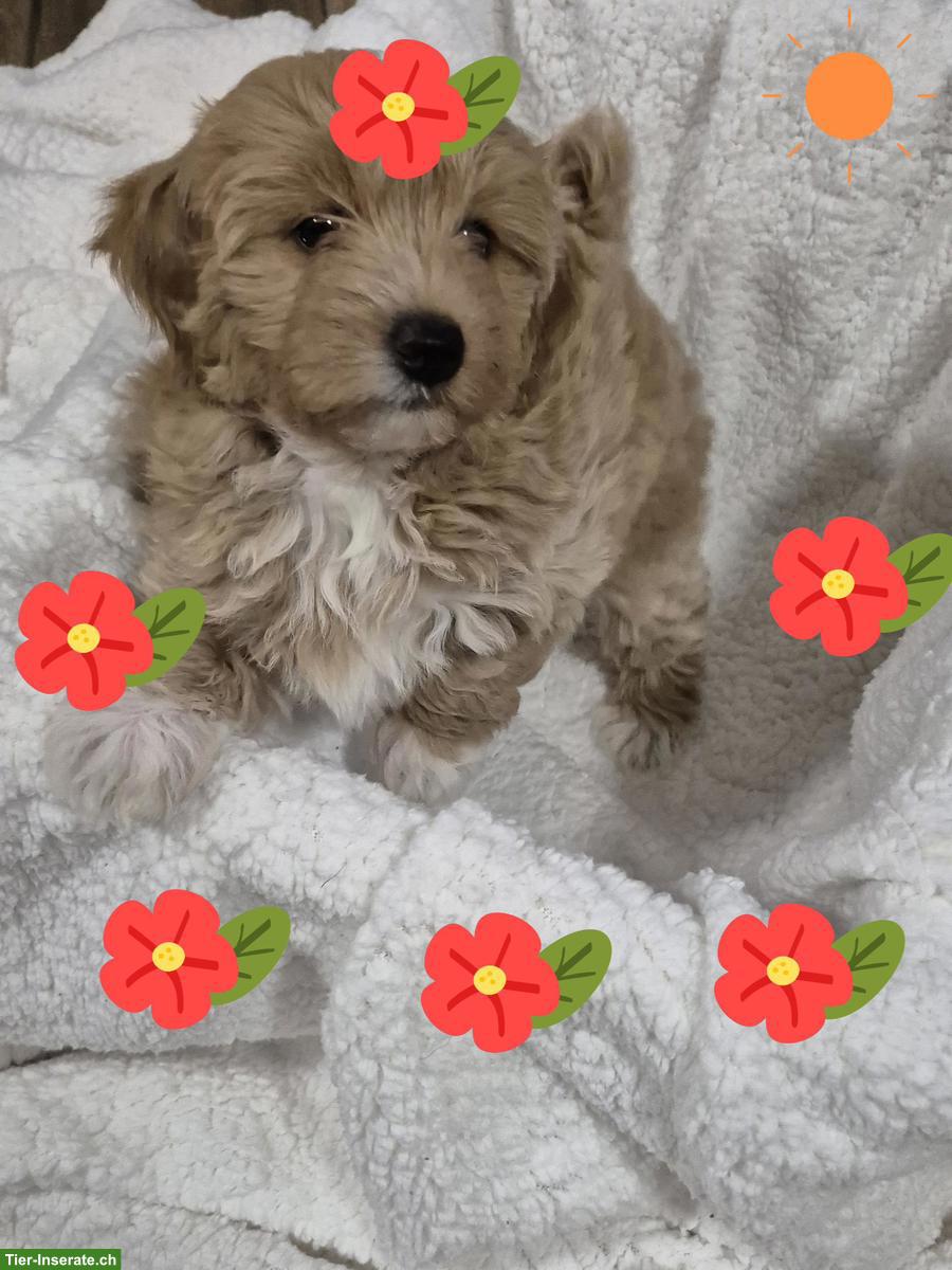 Bild 3: Maltipoo Welpen zu verkaufen