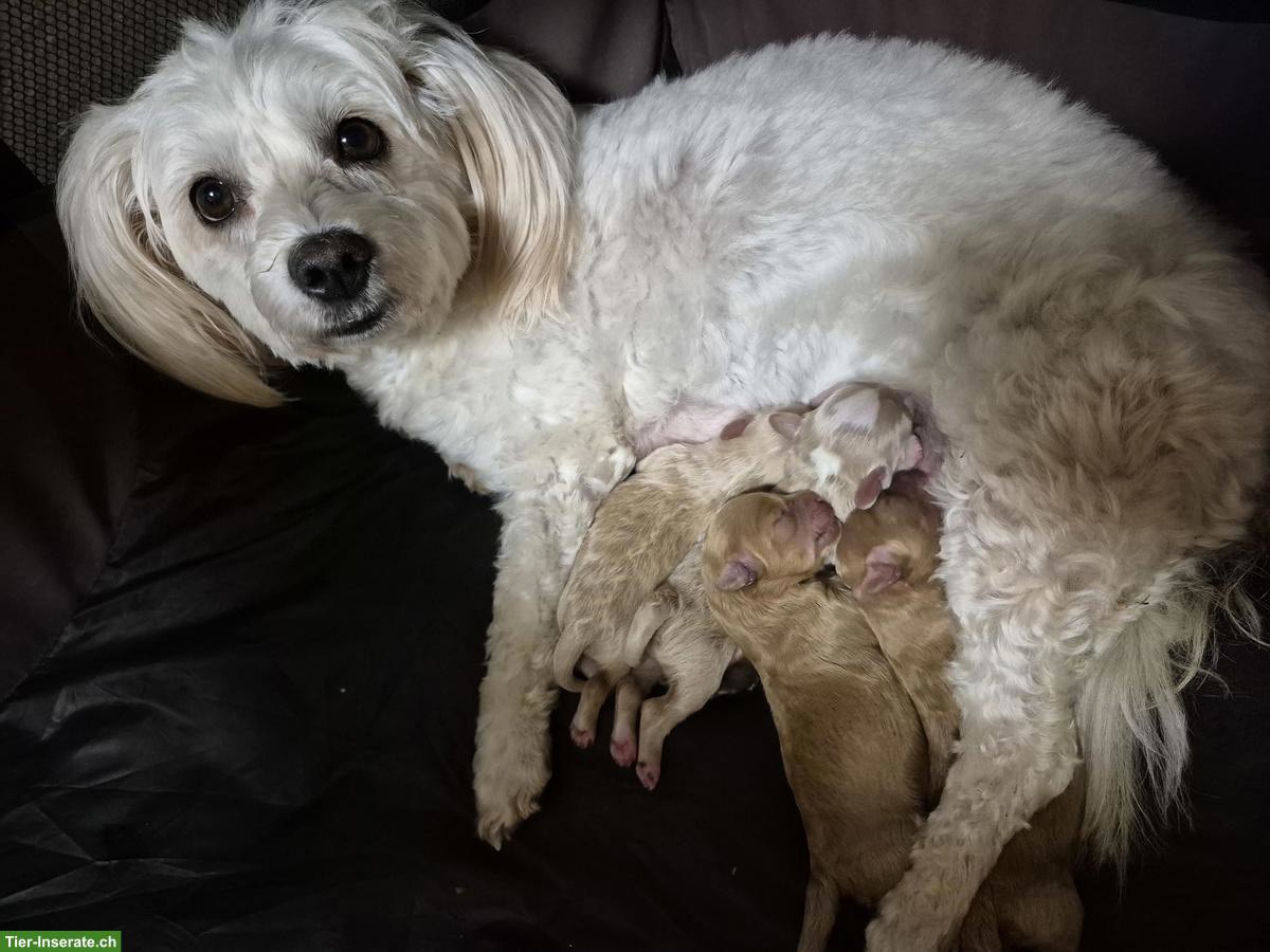 Bild 4: Maltipoo Welpen zu verkaufen