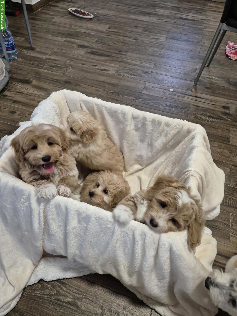 Bild 5: Maltipoo Welpen zu verkaufen