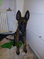 2 Malinois x Herder Welpen, 3 Monate alt