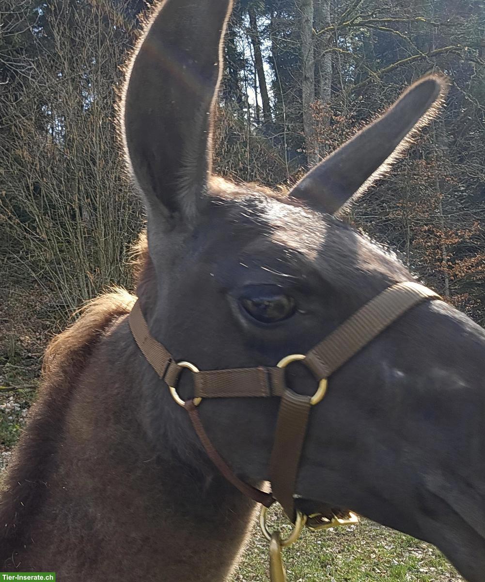 Stall/Schopf/Weide für Lamas (Selbstversorgung)