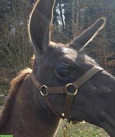 Stall/Schopf/Weide für Lamas (Selbstversorgung)