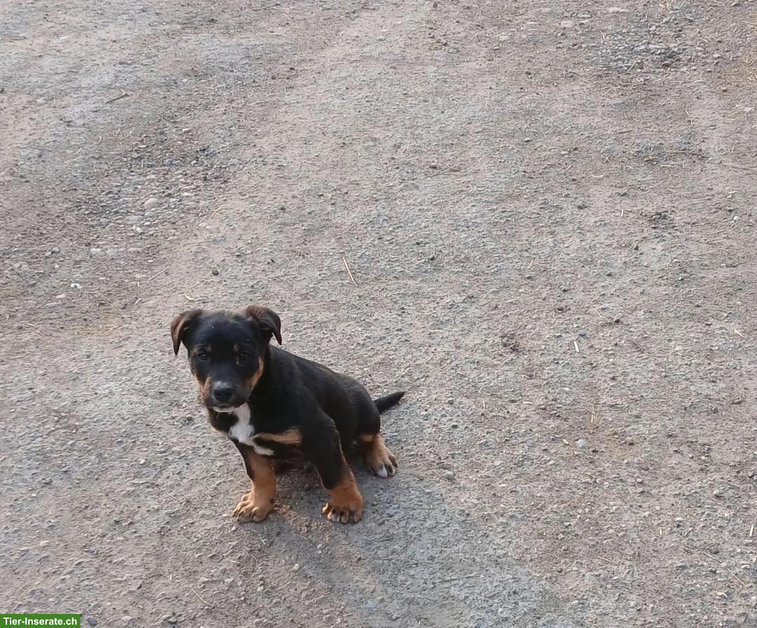 Australian Kelpie x Entlebucher Sennenhund Welpe, Rüde, verschmust