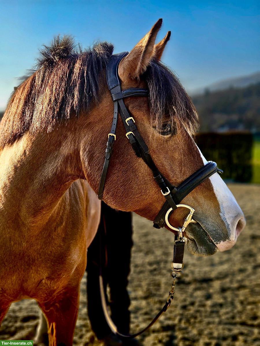 Erfahrene Reitbeteiligung für Herzensbrecher-Freiberger-Stute