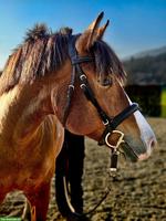 Erfahrene Reitbeteiligung für Herzensbrecher-Freiberger-Stute