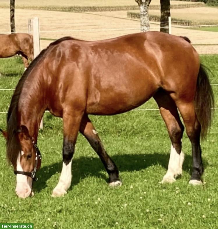 Bild 2: Erfahrene Reitbeteiligung für Herzensbrecher-Freiberger-Stute