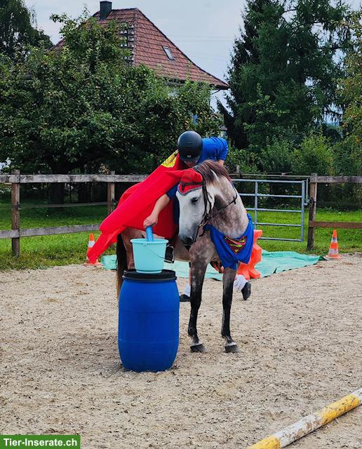 Bild 2: Feinfühliger Lusitano Wallach sucht seinen Herzensmenschen