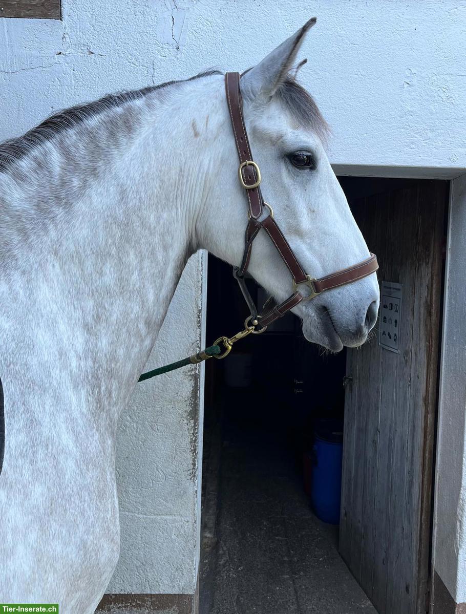 Bild 3: Feinfühliger Lusitano Wallach sucht seinen Herzensmenschen
