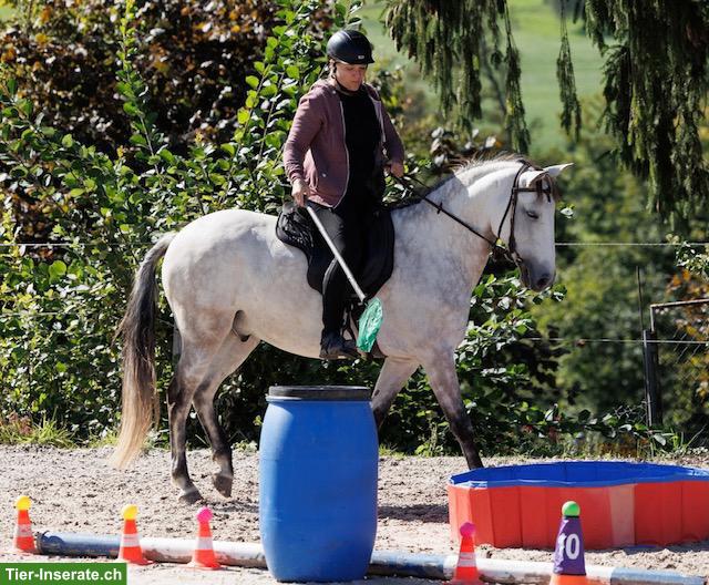 Bild 4: Feinfühliger Lusitano Wallach sucht seinen Herzensmenschen