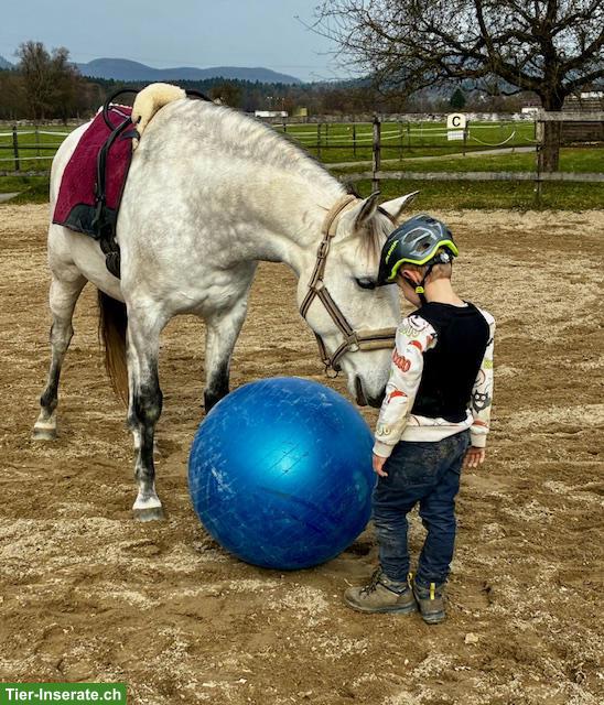 Bild 5: Feinfühliger Lusitano Wallach sucht seinen Herzensmenschen