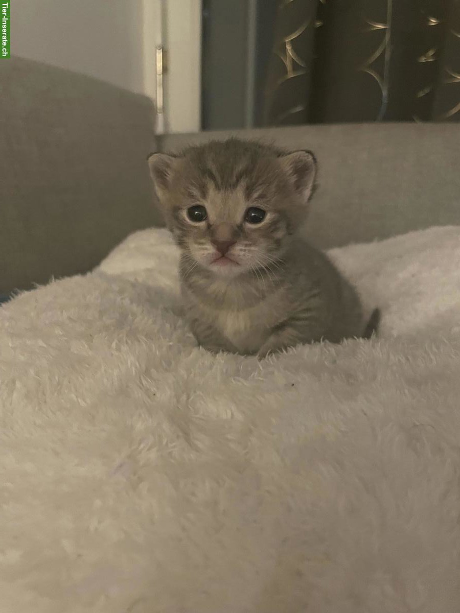 Britisch Kurzhaar / Britisch Langhaar Kitten, männlich