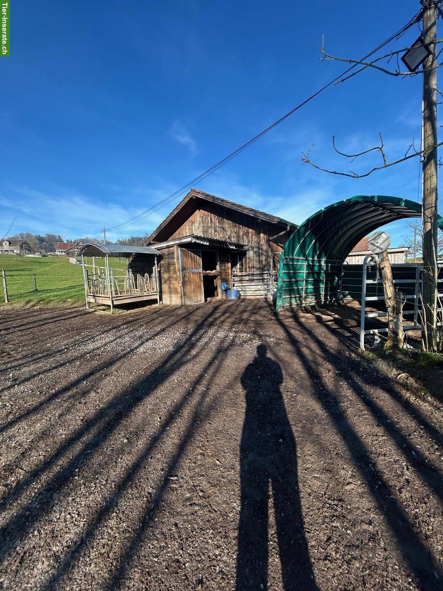 Bild 2: Offenstallplatz für 1-2 Ponys (bis ca. 1.35 m), Kastanienbaum LU