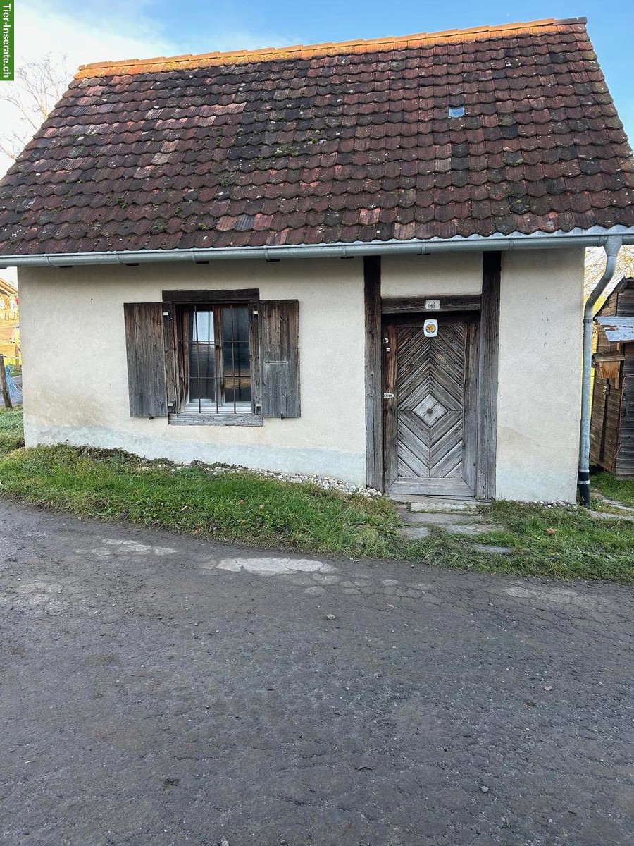 Bild 3: Offenstallplatz für 1-2 Ponys (bis ca. 1.35 m), Kastanienbaum LU