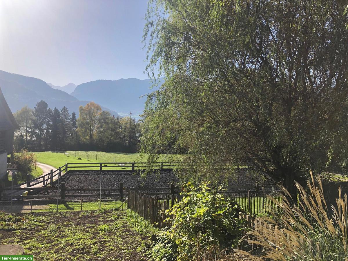 Bild 5: Offenstallplatz für 1-2 Ponys (bis ca. 1.35 m), Kastanienbaum LU