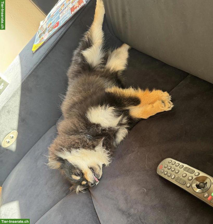 Zwergspitz Dame sucht dringend ein neues Zuhause