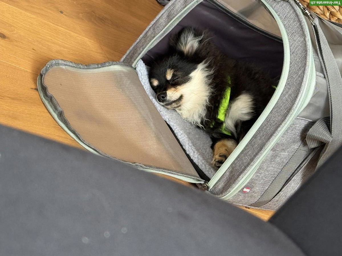 Bild 2: Zwergspitz Dame sucht dringend ein neues Zuhause