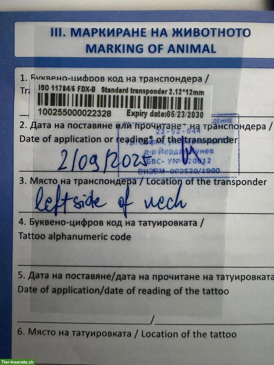 Bild 3: Zwergspitz Dame sucht dringend ein neues Zuhause