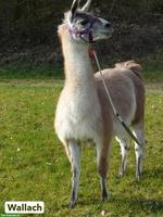 Classic Lama für Trekking, Stute und Wallach