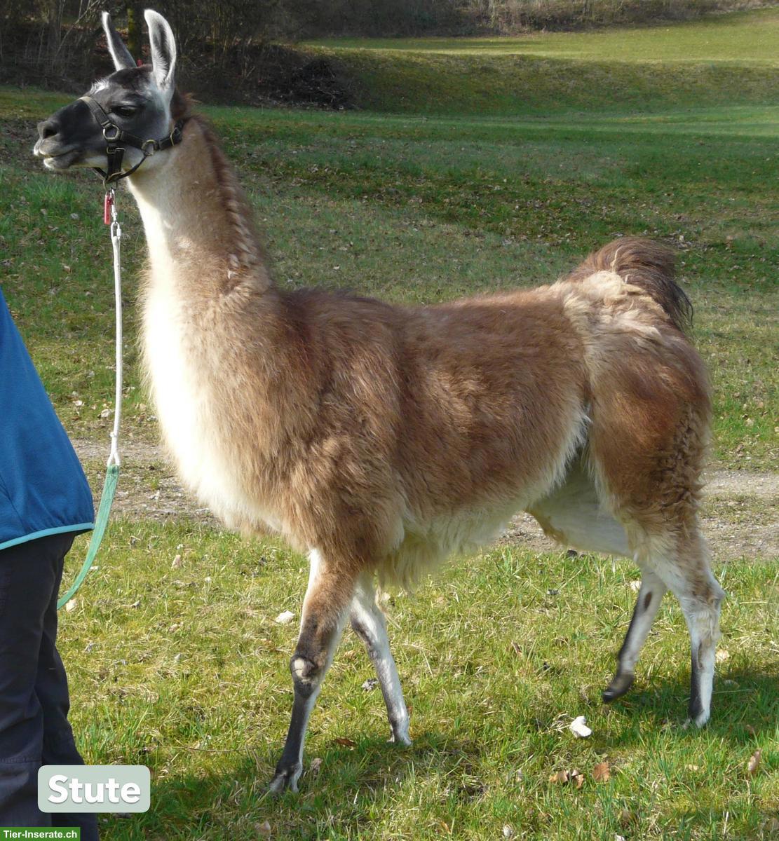 Bild 2: Classic Lama für Trekking, Stute und Wallach