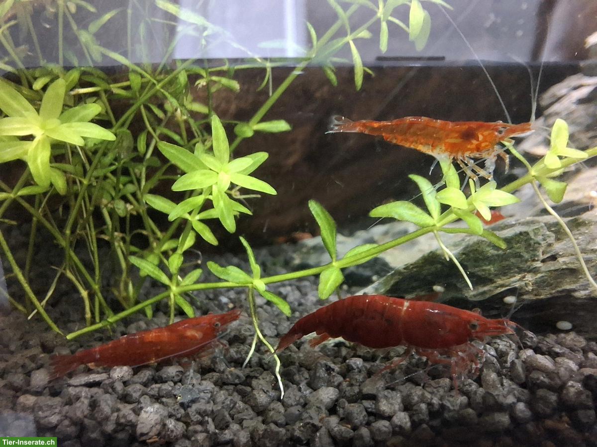Red Sakura Garnelen (Neocaridina davidi) aus Privatzucht
