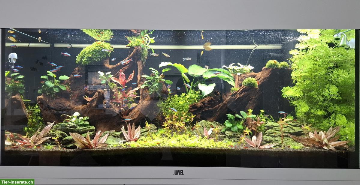 Bild 2: Red Sakura Garnelen (Neocaridina davidi) aus Privatzucht