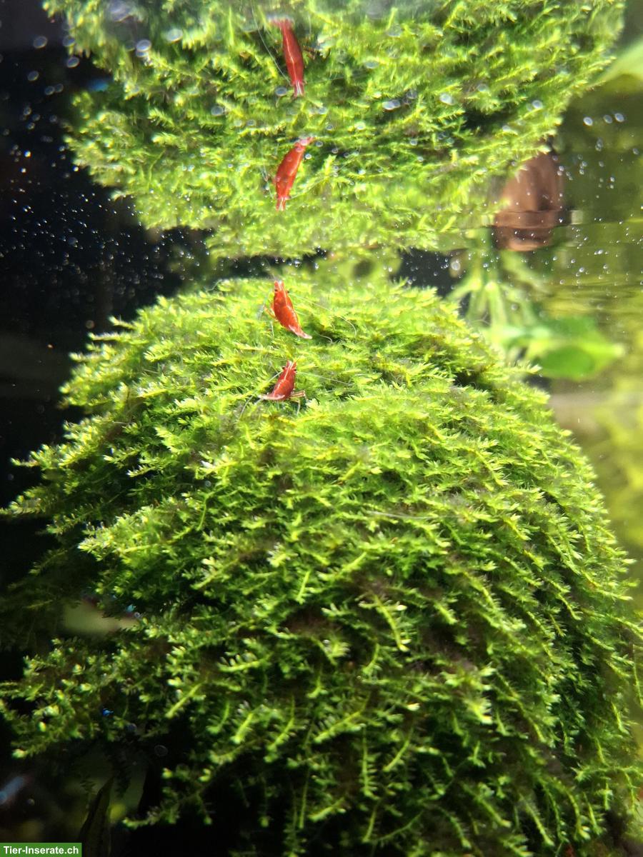 Bild 3: Red Sakura Garnelen (Neocaridina davidi) aus Privatzucht